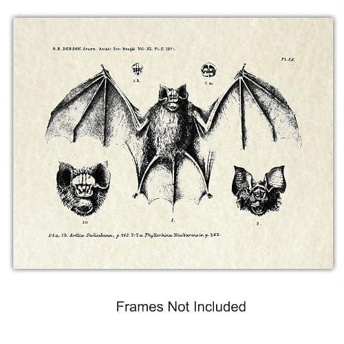 Bats Wall Decor - Vintage Retro Hipster Goth Art, Home or Room Decoration - Gift for Gothic, Horror, Vampire Fans - 8x10 UNFRAMED Creepy Scary Anatomical Picture Poster Print Set thumbnail 3