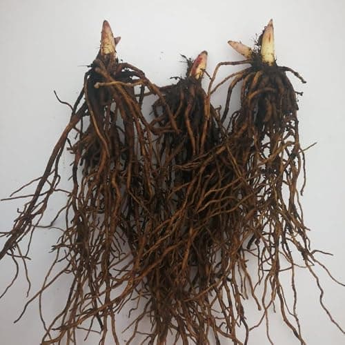 10 Lilies of The Valley Bulbs, Lily of The Valley Bulbs, Lily of The Valley Bulbs for Planting, Prennial Flower Bulbs thumbnail 5