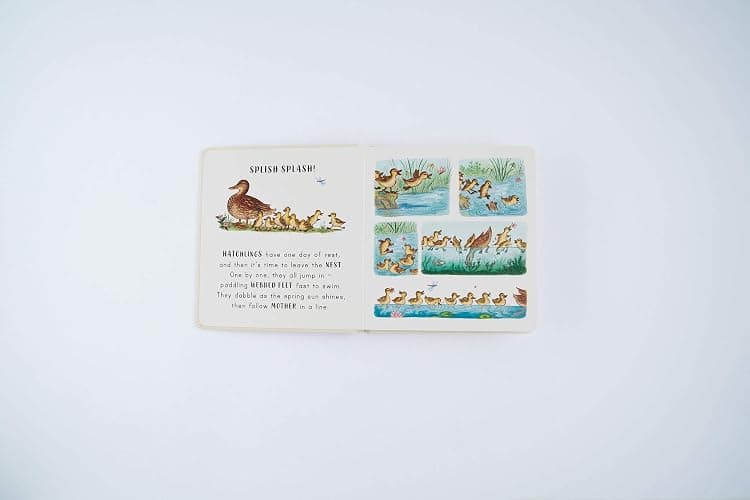 Slow Down… Discover Nature in the Park: Bring calm to Baby's world with 6 mindful nature moments thumbnail 5