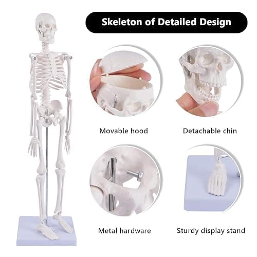 NLShan Human Skeleton Model for Anatomy: Scientific Model with Movable Arms, Legs & Display Stand - 17" Mini Human Skeleton Model for Study and Display thumbnail 4