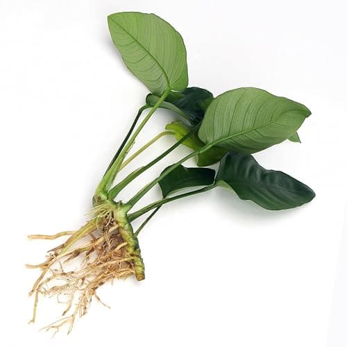 Anubias Barteri VAR Nana Live Aquarium Plants Aquascaping Fish Tank Plant k2aqua thumbnail 2