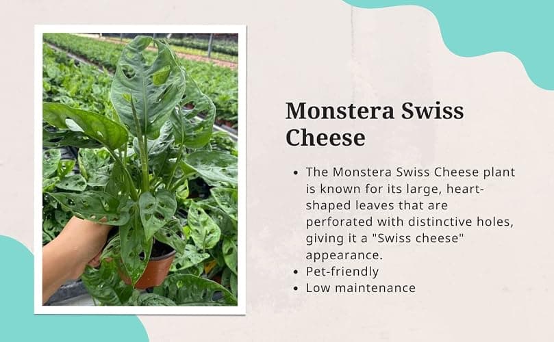 CoollectivePlants Monstera Swiss Cheese – Live Monstera Plant in 4″ Grower’s Pot, Easy Care Indoor House Plants Live and Low Maintenance Indoor Plant thumbnail 2