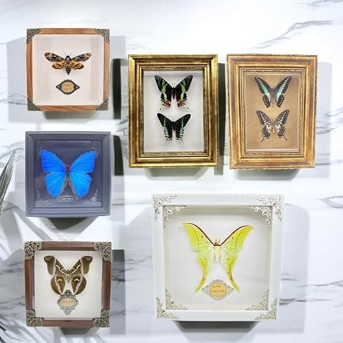 Real Framed Butterfly Moth Specimens，Various Moth Butterfly Specimens (Luna Moth) thumbnail 2