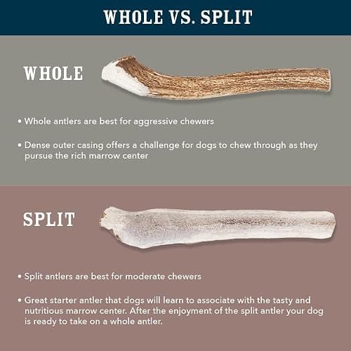 Amazon Brand - Wag Dog Deer Antler Chew, Naturally Shed, Whole, Large 8-9.5 inches, Long Lasting for Aggressive Chewers, Best for Dogs 30-45 lbs, 3.20 Ounce (Pack of 1) thumbnail 7
