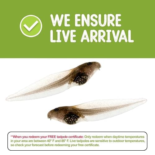 Tadpole to Frog Kit with Certificate for 2 Live Tadpoles, All-in-One Bundle | Watch metamorphosis with this complete tadpole kit, an all-in-one bundled engaging science project thumbnail 4