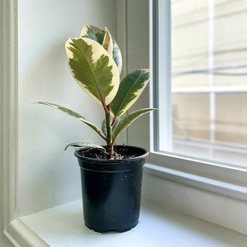 Thorsen's Greenhouse Live Tineke Rubber Plant, Ficus Elastica, Live Indoor Plant, 4" Diameter Pot thumbnail 2