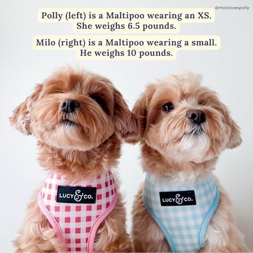 Lucy & Co. Cute Reversible Dog Harness Walking Halter - Best Designer Pet Harnesses for XS - XL Dogs - Padded Adjustable Vest for Easy Walking (X-Small, Ballet Bows - White & Pink Bows) thumbnail 7