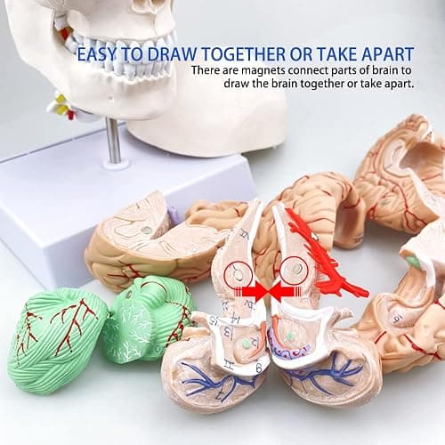 Human Skull and Brain Anatomy Model Life-Size with Cervical Vertebra & Base for Classroom Medical Neuroscience Anatomy Teaching & Studying thumbnail 5