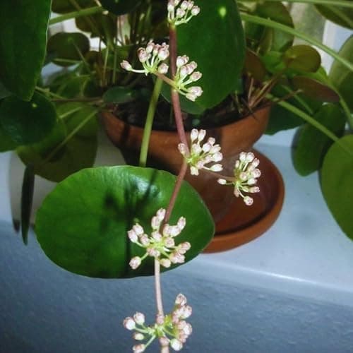2 Money Plants Live, 5 to 7 Inc in Height, Pilea Peperomioides Plant Live, Money Live Plant thumbnail 4