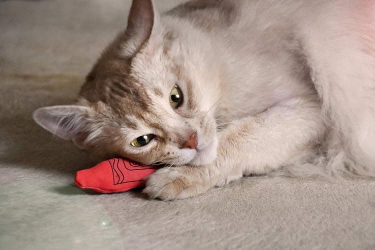 Yeowww! Catnip Crayon, 3 Count thumbnail 3