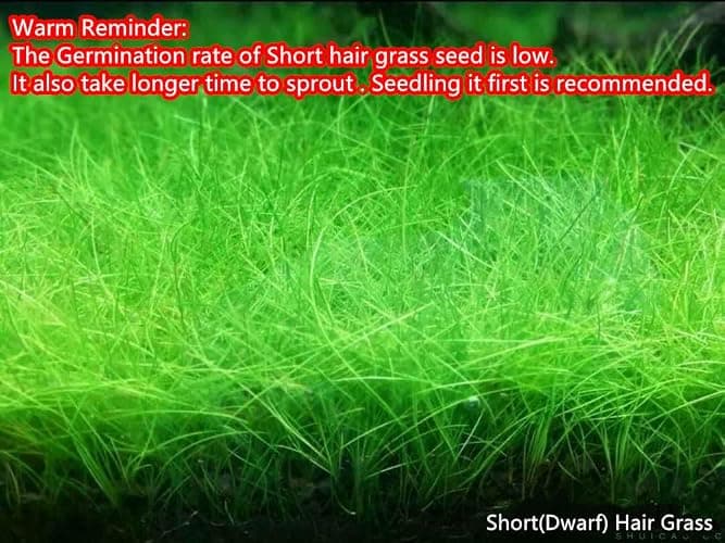 4 in 1 Aquarium Plant S.e.e.ds, no Artificial Plastic Plant, Live Grass for Fish Tank, fit All Substrate (0.36ozTiny+0.36oz Long+0.36oz Short+0.36oz Big Dual) ZQV-003 thumbnail 7