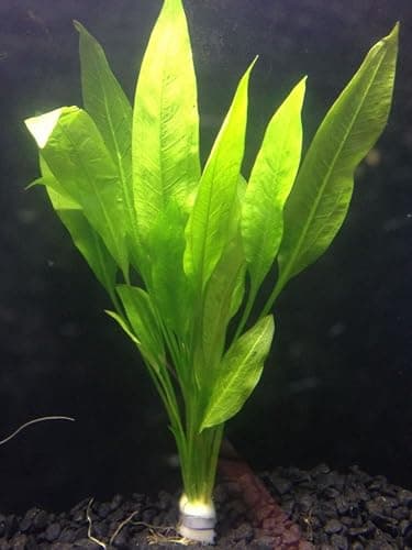 Amazon Sword - Echinodorus Bleheri x3 Plants - Live Aquarium Plant thumbnail 3