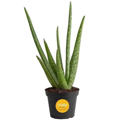 Costa Farms Aloe Vera Plant, Live Succulent, Easy Care Indoor Houseplant in Grower Pot, Room Air Purifier, Tabletop, Office, Desk or Home Décor, Housewarming, Garden Gift, 10-Inches Tall - Image 1