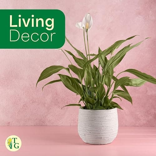 Live Peace Lily Plant, Spathyphylum, Low Light, Live Indoor Plant, 4" Diameter Pot thumbnail 5