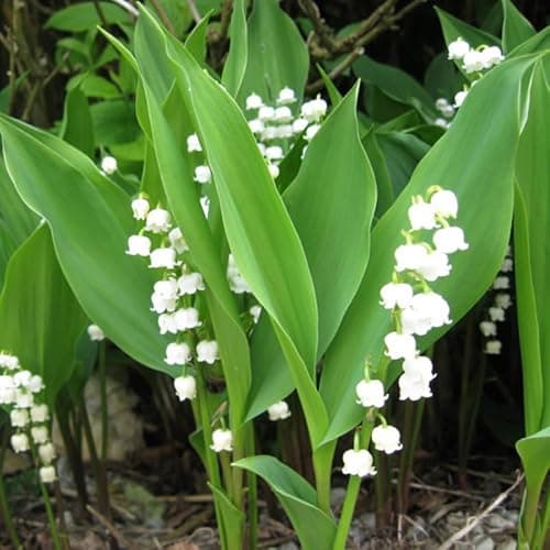 10 Lilies of The Valley Bulbs, Lily of The Valley Bulbs, Lily of The Valley Bulbs for Planting, Prennial Flower Bulbs - Image 1