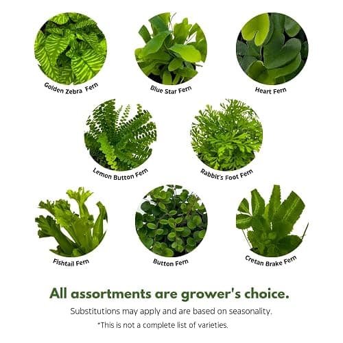 BubbleBlooms Fern Variety Assortment, 6 Different Ferns in 2 inch pots Tiny Mini Pixie Plants thumbnail 3