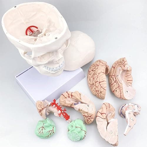 Human Skull and Brain Anatomy Model Life-Size with Cervical Vertebra & Base for Classroom Medical Neuroscience Anatomy Teaching & Studying thumbnail 2