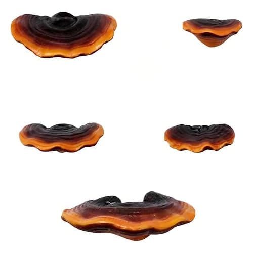 Set of 5 Mushroom Wall Shelves - Small Floating Shelves for Home Decor, Kitchen, Bedroom | Cute Resin Mushroom Shelf, Cottagecore & Reptile Gecko Habitat Accessory - Image 1