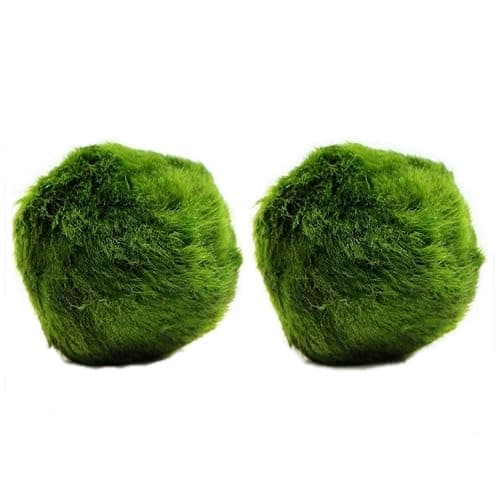 k2aqua 2 Large Marimo Moss Balls, Always Fresh Live Aquarium Plant, Cladophora aegagropila K2AQUA - Image 1