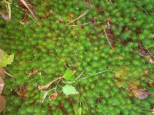 Tin Roof Treasure Live Terrarium Moss Assortment thumbnail 7