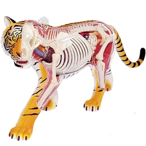 4D Tiger Anatomy Model, Animal Body Model Kidney Model Removable 28 PartsTeaching Model Biology Model Studying Display - Image 1
