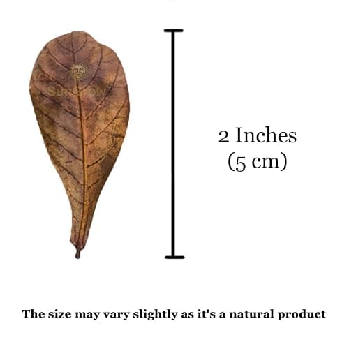 SunGrow 50 Pack Leaf Litter for Spider, Cricket & Isopod, Mini Catappa Dried Indian Almond Leaves, for Vivarium, Terrarium & Aquarium (Mini Leaves (2", 50-Pack)) thumbnail 5