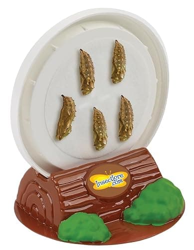 Insect Lore Butterfly Farm™  thumbnail 13