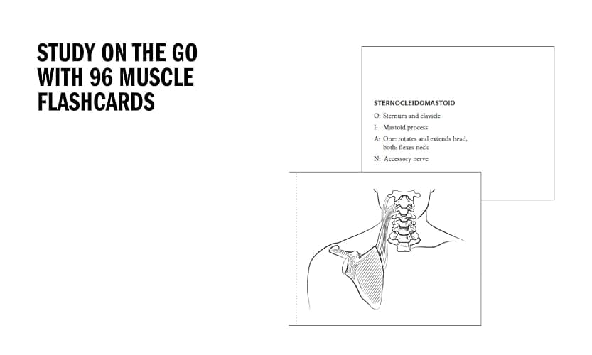 Anatomy Coloring Book with 450+ Realistic Medical Illustrations with Quizzes for Each (Kaplan Test Prep) thumbnail 5