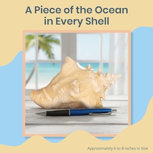 Conch Shell Decor - Seashell Decor - 6-8" Large Sea Shell - Shells for Decoration - Large Seashells for Crafts - Magic Conch Shell Room Decor thumbnail 5