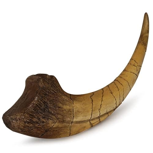 Fossilized Teeth and Claws of Various Prehistoric Dinosaurs, Megalodon Shark Teeth, and High-Fidelity Replicas (Megaraptor Claw) thumbnail 7