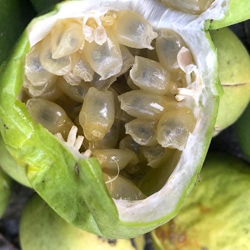 Organic Passion Flower Seeds (Passiflora incarnata) 30 Seeds (1 Grams) - Passionflower, Maypop, Apricot Vine, Old Field Apricot Seeds for Planting by Smoke Camp Crafts thumbnail 4