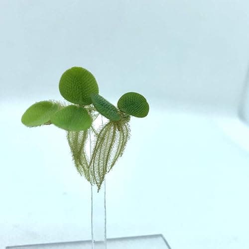 50+ Leaves Water Spangles (+Mystery Plant + Invisible Feeding Ring) Salvinia Minima Aquarium Floating Plant by Aquarigram - Plants + Invisible Feeding Ring (see video) thumbnail 2