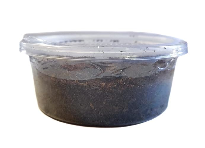 Josh's Frogs Nightcrawlers/Earthworms - 'Lumbricus terrestris' (8 oz) - Image 1