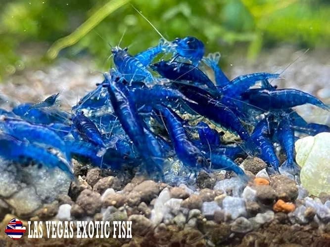 Las Vegas Exotic Fish™ 20 High Grade Blue Dream Shrimps Neocaridina Live Freshwater Shrimp Aquarium Inverts (Live Guarantee or Replacemnt is Free) thumbnail 2