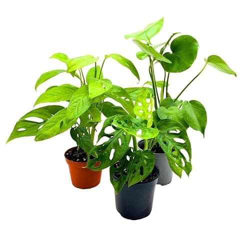 BubbleBlooms Monstera Assortment, 4 inch Set of 3 Different Monsteras, Swiss Cheese, Deliciosa, Minima, Narrow thumbnail 7