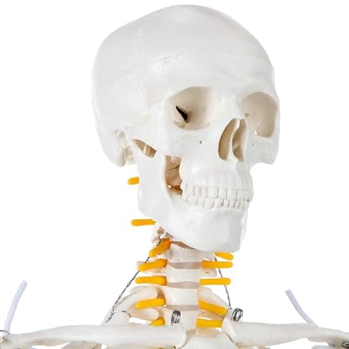 Axis Scientific Mini Human Skeleton Model with Metal Stand, 31" Tall with Removable Arms and Legs, Easy to Assemble, Includes Detailed Product Manual for Study thumbnail 5
