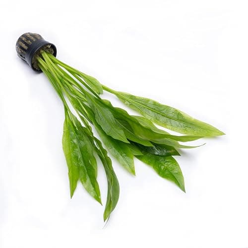SubstrateSource Amazon Sword Echinodorus Bleheri Live Plant for Freshwater Aquariums, Natural Fish Tank Decorations, and Aquatic Decor (1 Pot (2-3 Plants)) thumbnail 4