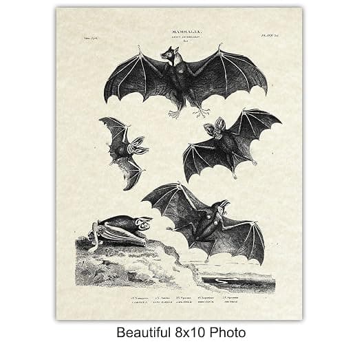 Bats Wall Decor - Vintage Retro Hipster Goth Art, Home or Room Decoration - Gift for Gothic, Horror, Vampire Fans - 8x10 UNFRAMED Creepy Scary Anatomical Picture Poster Print Set thumbnail 4