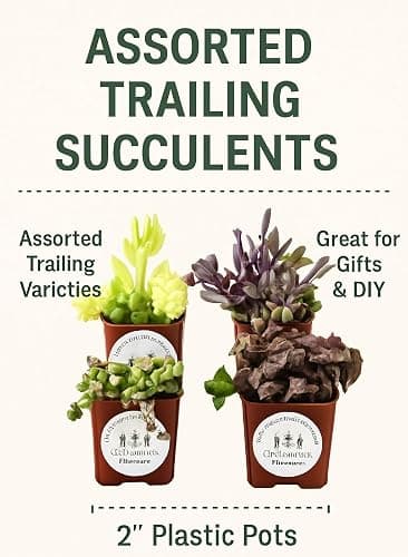 Live Trailing Mystery Succulent | Well Rooted Real Hanging Succulents Planted in 2 inch Pots | Assorted Small Starter Plants for DIY, Home Outdoor/Indoor Wedding or Birthday Gift (4 Pack) thumbnail 2