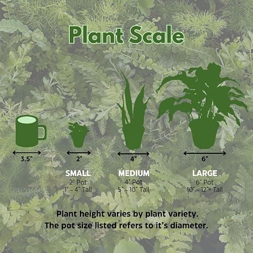 BubbleBlooms Fern Variety Assortment, 6 Different Ferns in 2 inch pots Tiny Mini Pixie Plants thumbnail 7