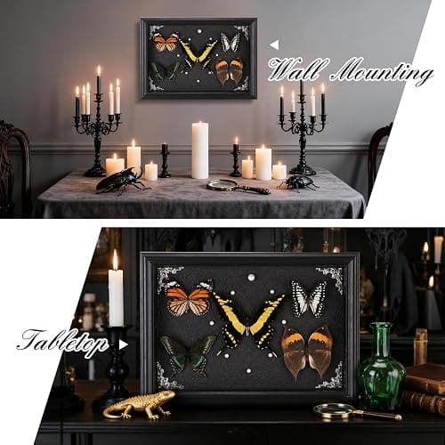 Real Framed Butterfly Taxidermy Collection - Set of 5 in Shadow Box Display, Office - Unusual Gift for Entomology Lovers, Birthday, Christmas thumbnail 7