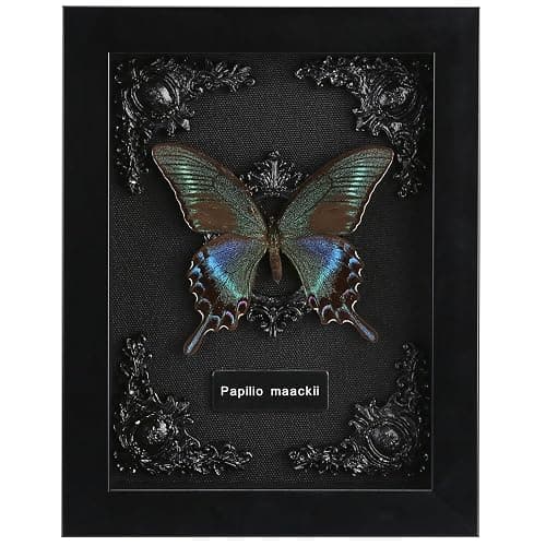 Real Framed Butterfly Taxidermy - Shadow Box, Real Framed Butterfly in a Box for Gothic Home Decor Aesthetic (B_Alpine Black Swallowtail Black Background #1) - Image 1