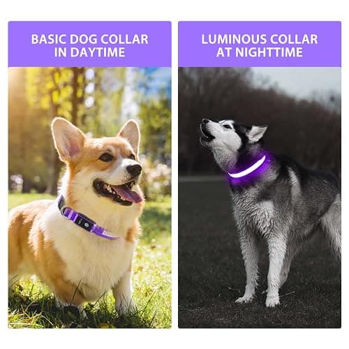 PcEoTllar Light Up Dog Collars, LED Dog Collar Rechargeable Purple Lighted Dog Collar Waterproof Dog Lights for Night Walking RGB Colorful Flashing Dog Collar for Small Medium Large Dogs-Purple-M thumbnail 2