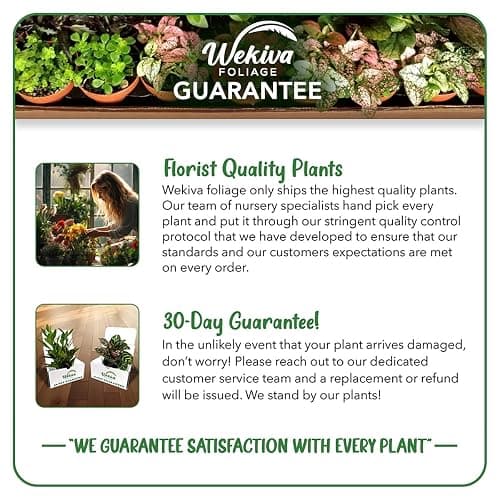 Barbados Cherry Tree - 2 Live Starter Plants - Malpighia Emarginata - Edible Fruit Bearing Tree for The Patio and Garden thumbnail 4