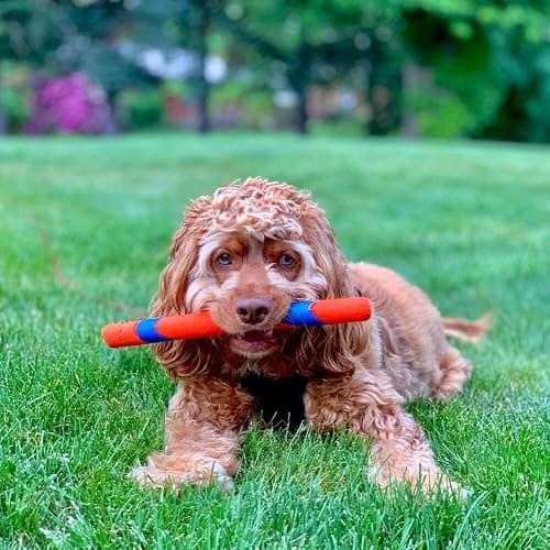 Chuckit! Interactive Dog Toy Ultra Fetch Stick - 12 Inch Outdoor Dog Toy for All Breed Sizes thumbnail 2