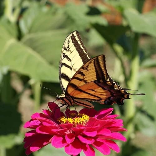 Mountain Valley Seed Co Zinnia Seeds for Planting Outdoors ~3000 California | Giant Mix Zinnia Seeds Beautiful 4' Tall Wildflower Blossoms Zinnia elegans Pollinator Seed Mix Bright, Cheerful Annual Flowe thumbnail 8