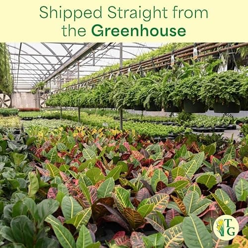 Live Peace Lily Plant, Spathyphylum, Low Light, Live Indoor Plant, 4" Diameter Pot thumbnail 9