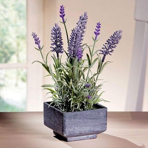 Lavender Seeds for Planting Herb Garden About 100 Seeds Spring or Fall Planting thumbnail 5