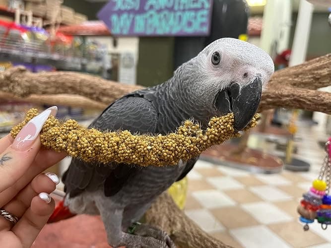 Birds LOVE Millet Tips & Tails for Birds - Parakeets, Cockatiels, Lovebirds, Finches, Budgies, Canaries, Cockatoos - Natural & Healthy Millet for Birds - Parakeet Food & Treats for All Parrots, 1lb thumbnail 9