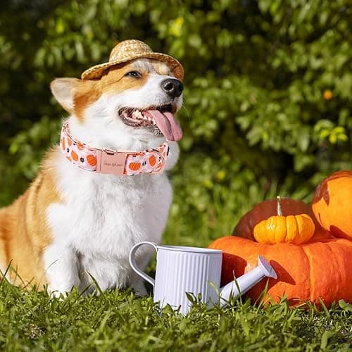 Unique style paws Dog Collar Metal Buckle Collar for Autumn Winter Christmas for Small Medium Large Boys Girls Dogs thumbnail 5